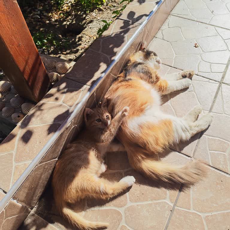 Sarıyer Belediyesi Veteriner Ekiplerinin Kediyi Kısırlaştırma Çabalarındaki Başarısızlığı