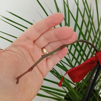 Çiçek Sepeti 'nden Gelen Orkide Hemen Solmuş Ve Budakları Eksik