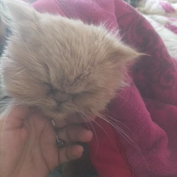 Virbac Kedi Maması Nedeniyle Kedimin Ölümü ve Ücret İadesi Talebi