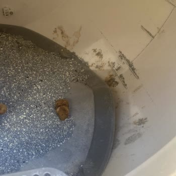 Kiwi Otomatik Kedi Tuvaleti Arızalı, Firma Desteği Yanıt Vermiyor