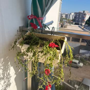 Bauhaus’ta Satın Alınan Çiçeklerde Unlu Bit Enfeksiyonu Ve Büyük Zarar