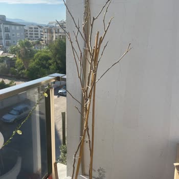 Bauhaus’ta Satın Alınan Çiçeklerde Unlu Bit Enfeksiyonu Ve Büyük Zarar