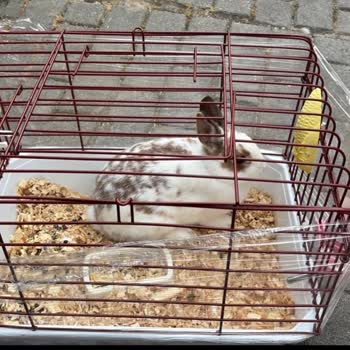 Cüce Tavşan İddiasıyla Satılan Normal Tavşandan 2.600 TL İade Talebi