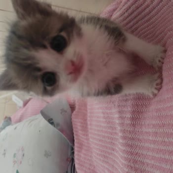 New Veteriner Kliniği  9.500 TL Peşin Ödeme İle Gereksiz Serum Uygulaması Sonrası Kedimin Ölümü