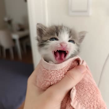 New Veteriner Kliniği  9.500 TL Peşin Ödeme İle Gereksiz Serum Uygulaması Sonrası Kedimin Ölümü