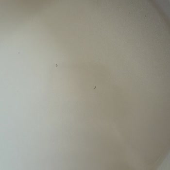 Karaca Yumurta Sahanında Kaplama Soyulması Ve Boya Dökülmesi