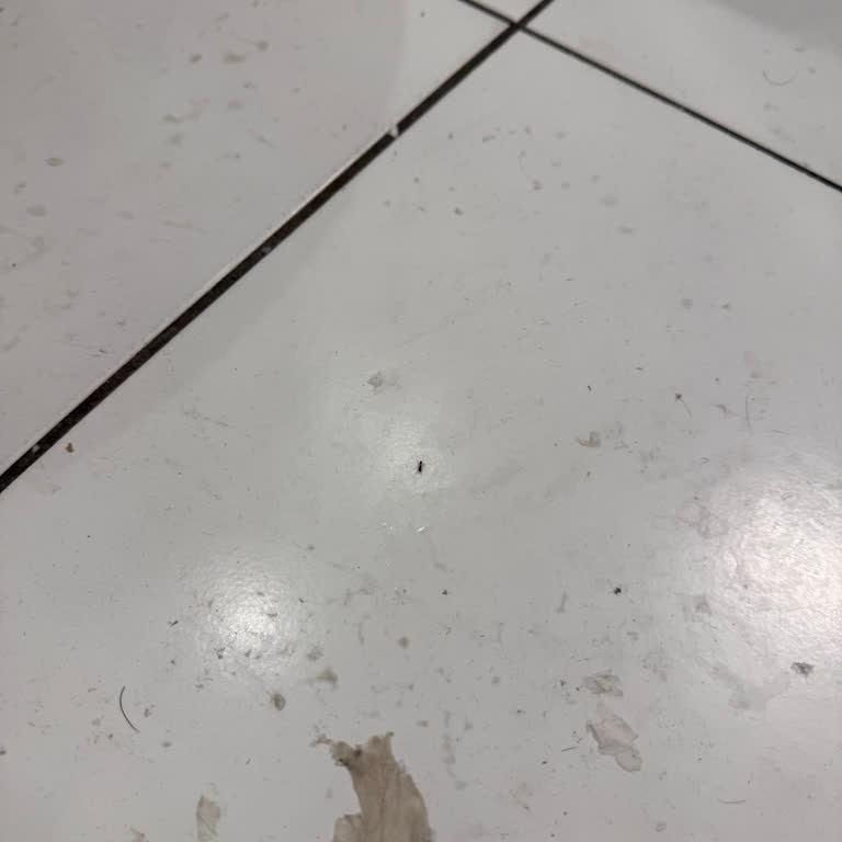 Kyriad Otelinde Karınca İstilası Ve Hijyen Eksikliği