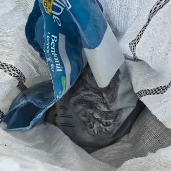 Lider Petfood Topaklanmayan Kedi Kumu Ve İletişimsizlik
