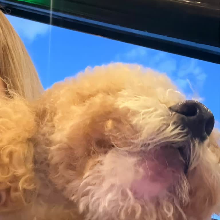 Lucky Paws Pet Otel'de Büyük İhmal