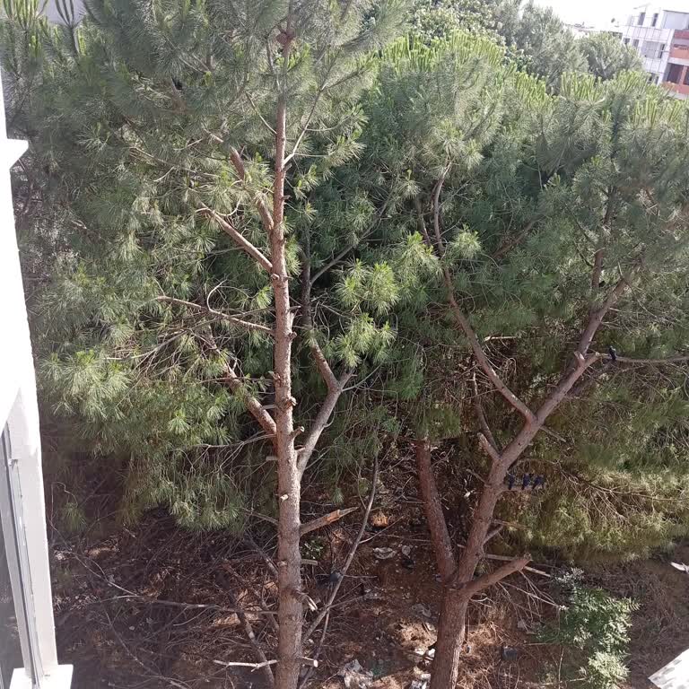Karacabey 153 Sokaktaki Ağaçlı Alanın Güvenlik Sorunu