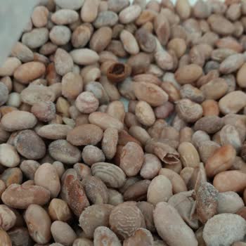 Çürük Barbunyalar Ve Cevapsız Müşteri Hizmeti İçin İade Talebi
