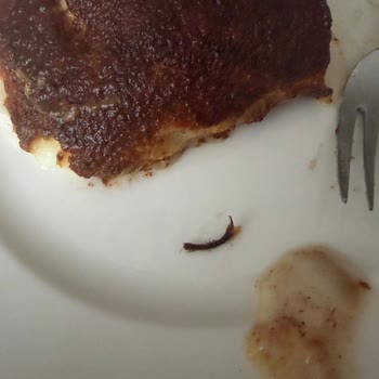 Kazandibi İçinde Böcek Tespit Edildi, Hijyen Güvenim Sarsıldı