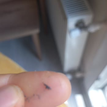 Acarlar Fırınında Ekmeğin İçinde Bulunan Yabancı Cisim Hijyen İhlali Ve Sağlık Riski
