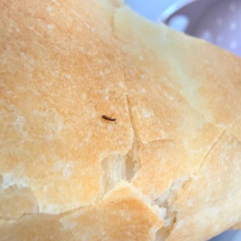 Ekmekte Böcek Bulunması Ve Hijyen Kontrolünün Yetersizliği