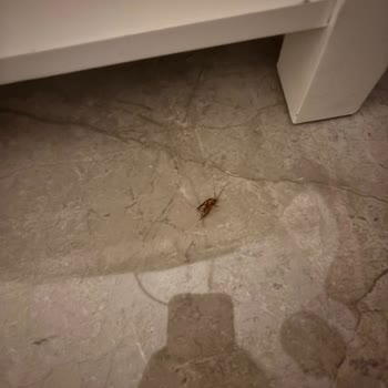 Mc Arancia Alanya Otelinde Hamam Böceği Sorunu Ve Yetersiz Hizmet