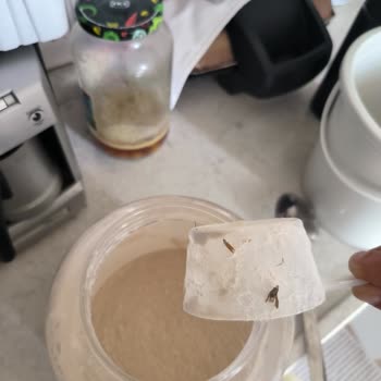 Whey Protein'de Böcek Ve Ağlar Bulduğum İçin Değişim Talep Ediyorum