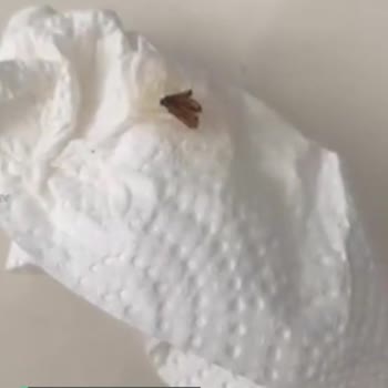 Mutfağım Böcekli Patates