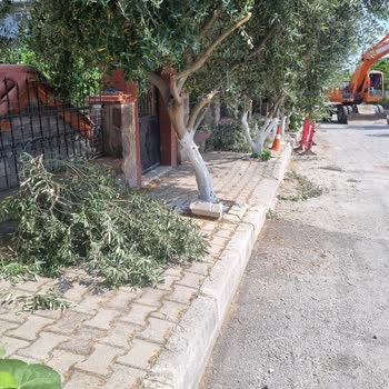 Bornova Atatürk Mahallesinde Ağaçlara Zarar Veren Elektrik Çalışması
