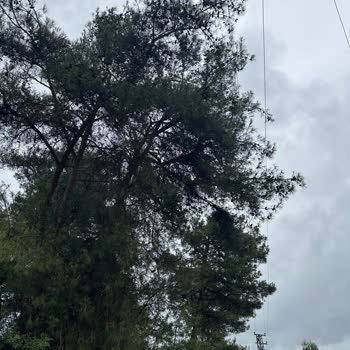 Elektrik Hattı Ağaç Dallarıyla Temas Ediyor, Yangın Ve Güvenlik Riski