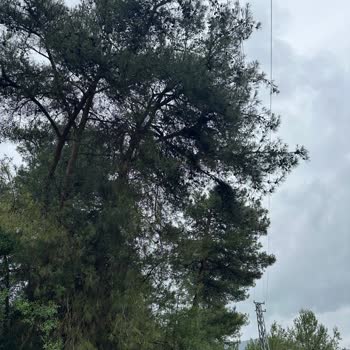 Elektrik Hattı Ağaç Dallarıyla Temas Ediyor, Yangın Ve Güvenlik Riski
