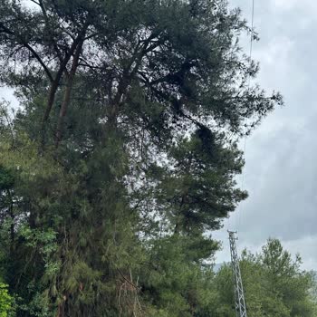 Elektrik Hattı Ağaç Dallarıyla Temas Ediyor, Yangın Ve Güvenlik Riski