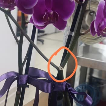 Çiçek Sepeti Hasarlı Orkide Gönderimi Ve Tam İade Talebi