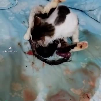 Pet Klinikum Veteriner Kliniği Hayatımda Böyle Bir İş Görmedim Bunu Yapan Hekim Olamaz!
