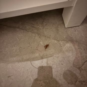 Otel Hijyen Skandalı Hamam Böceği Yatağın Üzerinde Görüldü