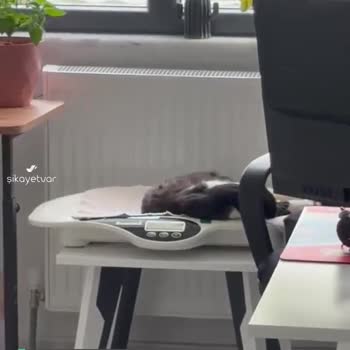 Aile Sağlığı Merkezleri Ebe Odasında Kedi Ve Her Yer Tüy
