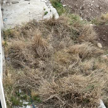 Kaya Namsa Sitesi Çevresindeki Yabani Ot Ve Atıkların Temizliği İle İlaçlaması İçin Acil Talep