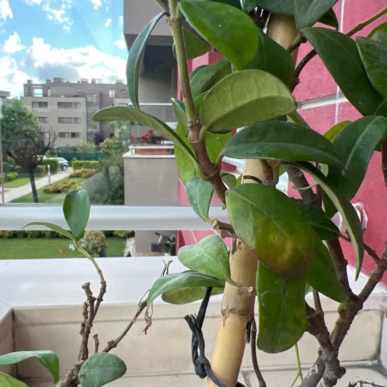 Kuru Ve Bakımsız Fidan İçin Ücret İadesi Talebi
