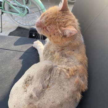 Belediyenin Kedi Yardım Talebini Reddetmesi Ve Vatandaş Yükünü Artırması