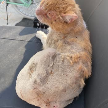 Belediyenin Kedi Yardım Talebini Reddetmesi Ve Vatandaş Yükünü Artırması