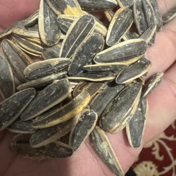 Amigo Çekirdeği Boş Ve Aşırı Kavrulmuş, Kalite Kontrolü Gerekiyor