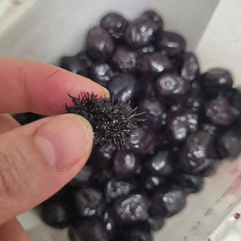 A101 Ünye Şubesinde Satılan Siyah Zeytinde Ölümcül Dikenli Yabancı Madde