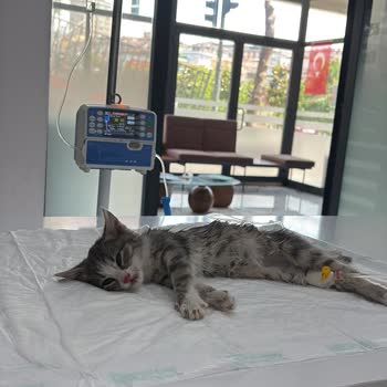 Elçi Veteriner Kliniği İhmalkâr ve Hatalı Uygulama