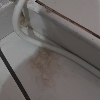 Ucuz Kedi Maması Kedilerimde Aşırı Zayıflık Ve Tüy Dökülmesine Neden Oldu