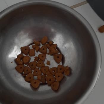 Ucuz Kedi Maması Kedilerimde Aşırı Zayıflık Ve Tüy Dökülmesine Neden Oldu