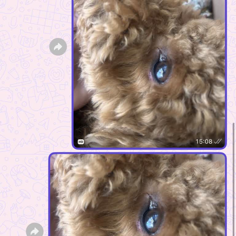 Kuaförde Dikkatsizlik Sonucu Köpeğin Göz Altında Kesik Ve Ekstra Veteriner Masrafı