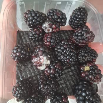 Migros Sanal Market’ten Çürük Ve Böcekli Böğürtlen Paketi