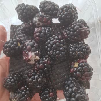 Migros Sanal Market’ten Çürük Ve Böcekli Böğürtlen Paketi