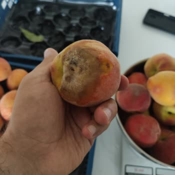 Metro Market Şeftali Alımında Eksik Kilo Ve Çürük Ürün Şikayeti