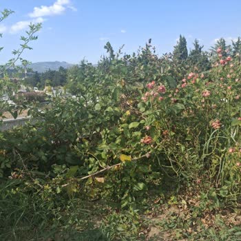 Mezarda Demir Korkuluk Sökülmesi Ve Bilgi Eksikliği