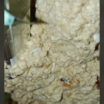 Süt Kesildi Ve Hamur İşim Ziyan Oldu