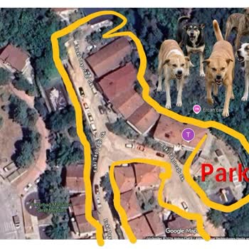 Sokak Köpekleri Tehdidi Ve İzmit Belediyesi’nin İhmali