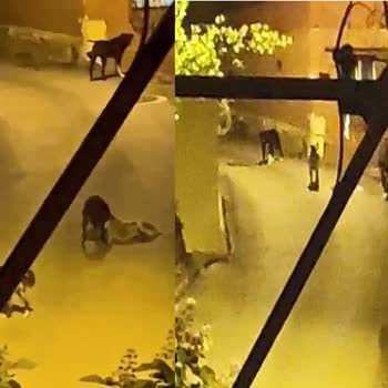 Sokak Köpekleri Tehdidi Ve İzmit Belediyesi’nin İhmali