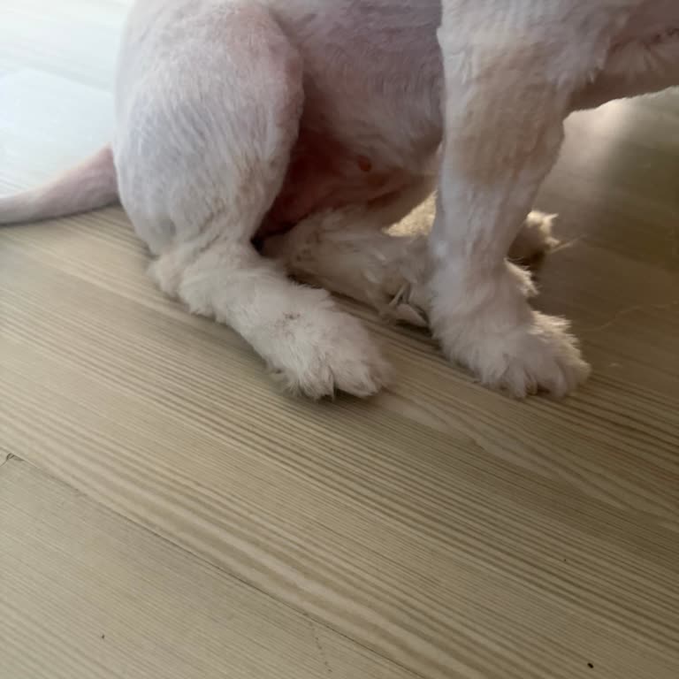 Petmarin Veteriner Kliniği Sert, Duyarsız Ve Acımasız Davranan Kişiler