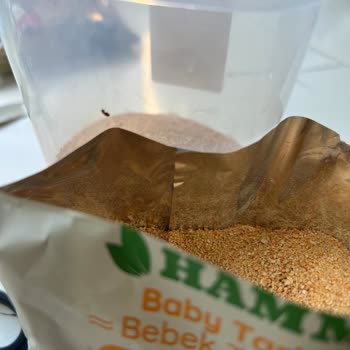 Tarhanada Susam Böceği Bulunması Ve Tekrarlayan Hijyen Sorunu