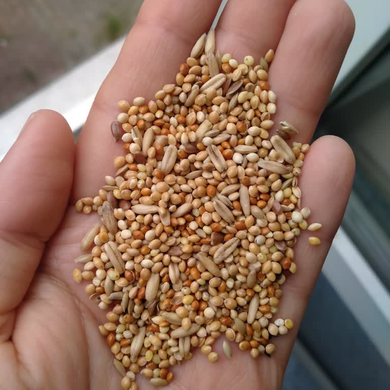Rutubetli Ve Bozuk Muhabbet Kuşu Yemi Kuşumu Zehirledi