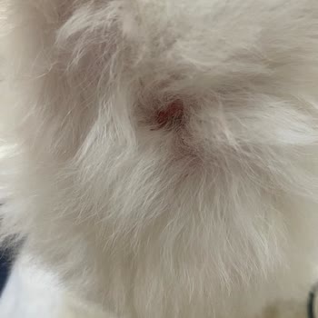 Teslim Edilen Tasmanın Boyunda Ağır Yara Oluşturması Ve Satıcı İlgisizliği